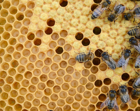 Exploring the Ethical Concerns of Royal Jelly & Bee Venom in Skincare